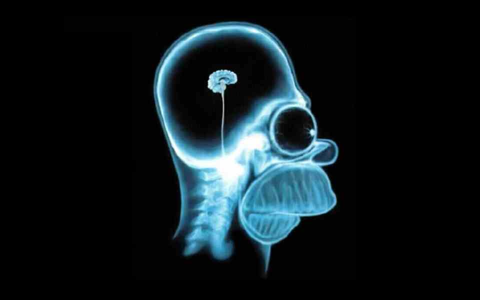 Homer Cerebro Pequeño